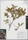 Foto von Salix hastata subsp. subintegrifolia (Flod.) Flod.